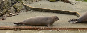 Traffic jam on the elephant seal measuring device.