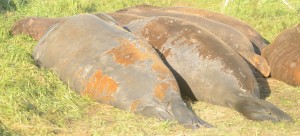 Two of the larger animals on the island are close to 75% moulted, a male (left) and female (right). Young males behind are not as far along.