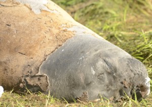 This young Northern Elephant Seal has moulted most of its skin and fur around the head area.