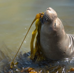 Northern Elephant Seal #5850 tests the elasticity of  bull kelp.