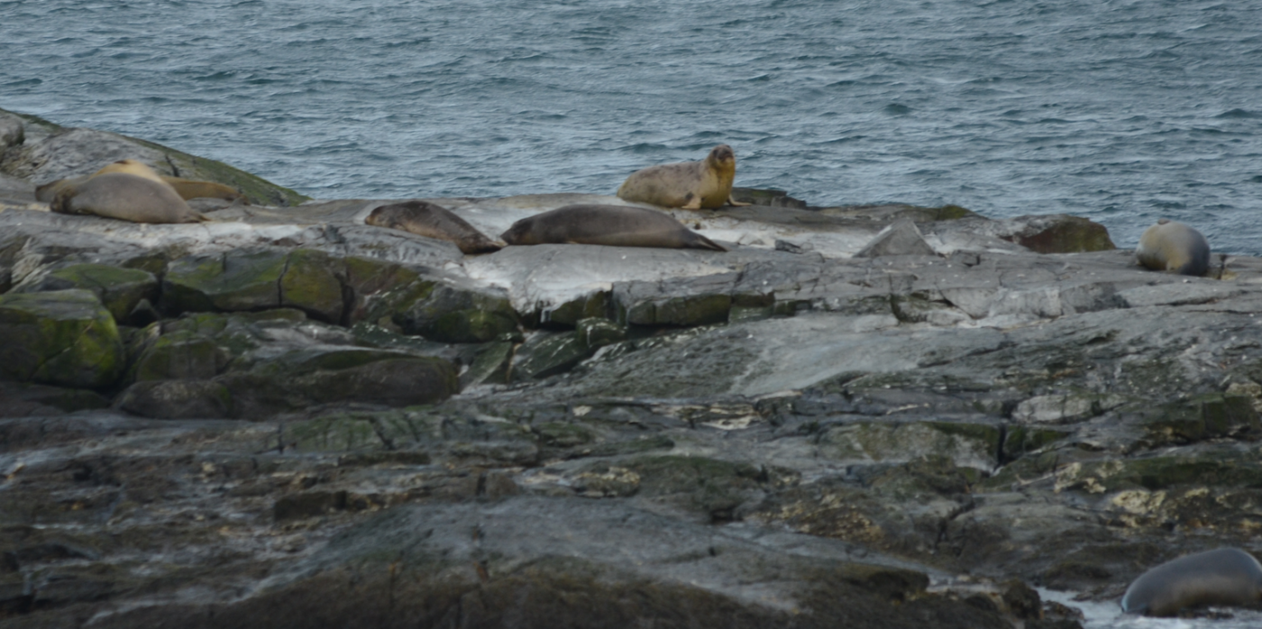 Eleven Northern Elephant Seals were hauled out on Middle Rock yesterday and one checked out the jetty ramp this morning.