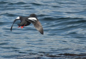 Pigeon Guillemots are getting prepared for nesting.