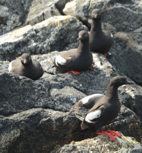 The Pigeon Guillemots are getting really comfortable on land again.