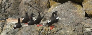 Pigeon Guillemots are members of the auk family, related to murres. They swim underwater using their wings and steer with their feet.