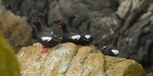 Right now they are in their alternate, or breeding plumage, otherwise in the winter their colouring is more like a winter murre or murrelet with lots of white, gray and dark gray.