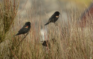 A brief visit was made by six Red-winged Blackbirds.
