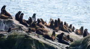 Sea lions wake up and smell the kayakers. Looking alert but not too disturbed.