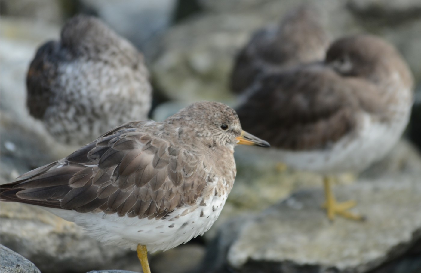 This little bird wings its way to the mountains of the Yukon and Alaska to nest.