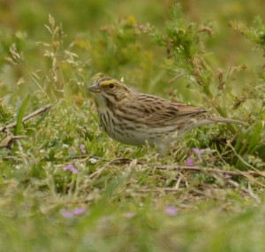 At least ten Savannah Sparrows are seen daily now. 