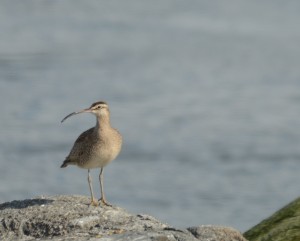 Whimbrels stopped for a rest and a feed in the inter-tidal today.