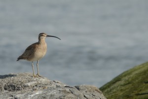 Whimbrel M