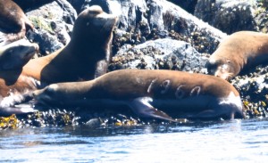California Sealion with brand #1960 hauled out on South Islets. Photo lightened to show up number.
