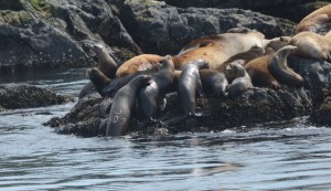 California Sealion branded and tagged U902 also read as C902 C is for the mouth of he Columbia River where it was born.