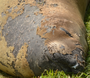 This male is loosing skin on his face, neck and flippers first.