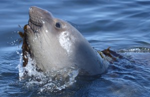 Northern Elephant Seal #5850 draping himself in Desmarestia ligulata, a n abundant brown algae that produces, stores and secretes sulphuric acid. Could this be a moult enhancing seaweed wrap?