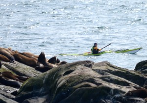 Paddler passes close by sleeping sea lions.