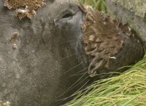 As the moult progresses, the skin and fur peal off revealing a new, gray look.