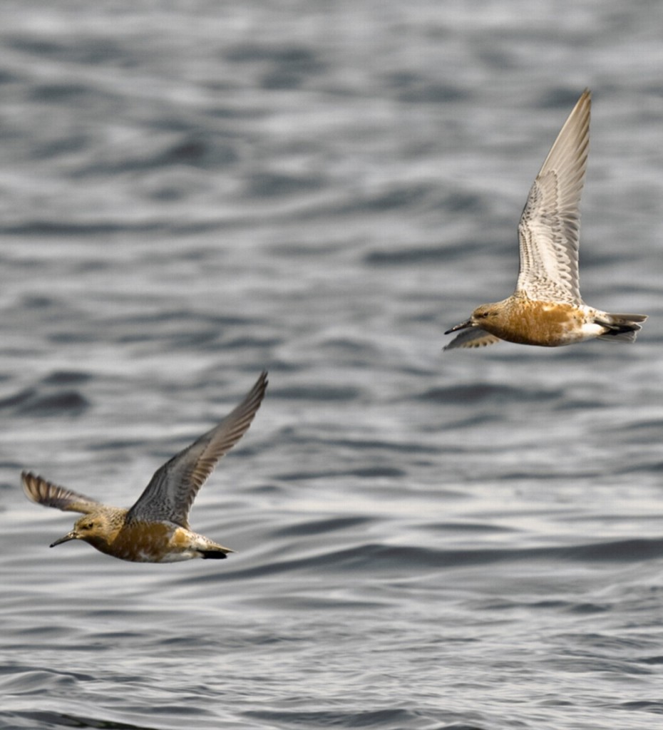 raisa2flyredknot