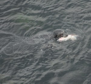 This Harbour Seal was really exerting itself to rip up a lingcod.