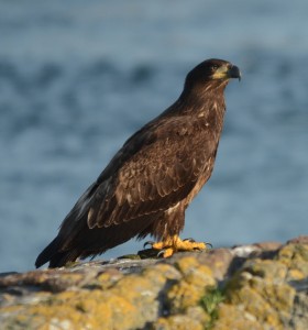 Bald Eagles have been observed catching fish and chasing Canada Geese and Glaucous-winged Gulls in the last few weeks. As long as the wind is not too strong, they are here daily.