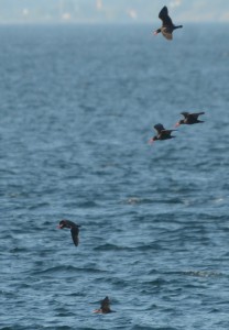 Black Oystercatchers out for an evening flight.