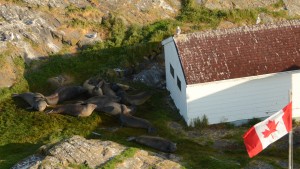 Canada's largest and oldest Northern Elephant Seal colony is thriving at Race Rocks.