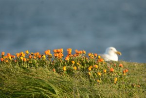 Calendula blooming near Glaucous-winged Gull nest.