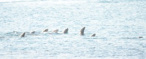 Stellers Sealions craning their necks to see the sailboats racing by Race Rocks.