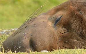 Floyd top head