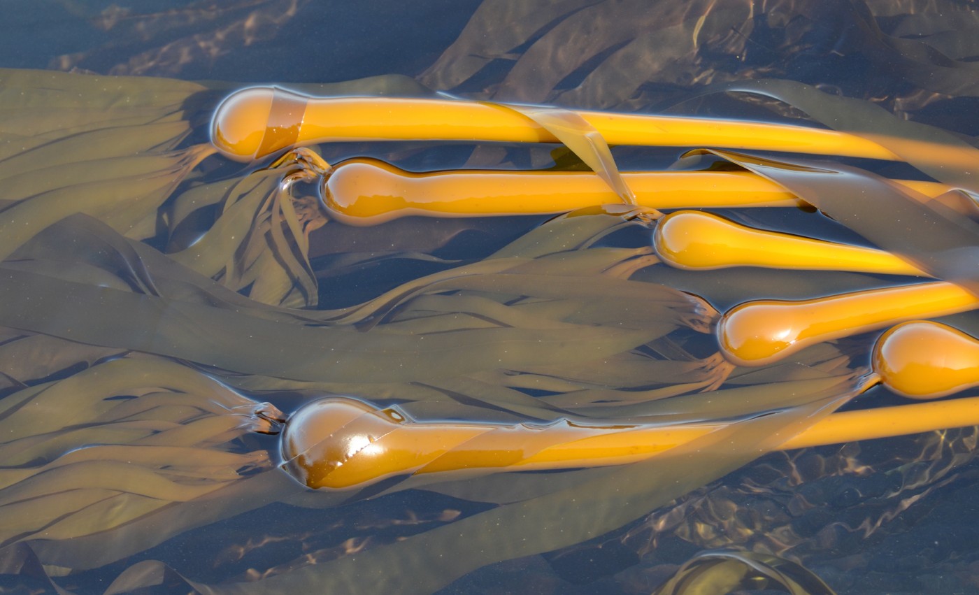Bull kelp fixes carbon faster than just about anything and grows so fast it makes bamboo look like it is standing still.