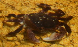 Hemigrapsus nudus, the common shore crab in a high tide pool.