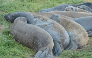 Seal huddle.