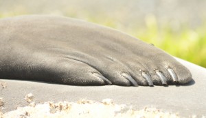 Mirounga manicure. This right “hand” belongs to the biggest male Mirounga (elephant seal) on the island.
