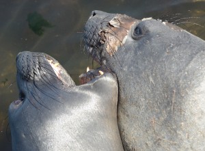"Circle Sister" and one of the young males practice mouthing each other in the water.