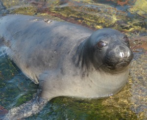 This young female is ahead of the young males in her moult.