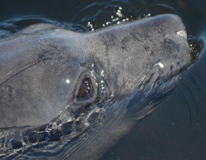 It must be a relief to be supported by water and away from the flies during the daily swims.