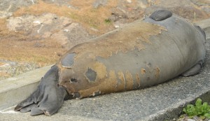 This female Northern Elephant Seals contributed a skin sample without knowing it.