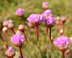 Sea Thirft, Armeria maritima supspecies maritima is an introduced species. I 'm not sure which sub-species this is, native or european. 