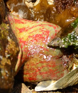 Urticina crassicornis