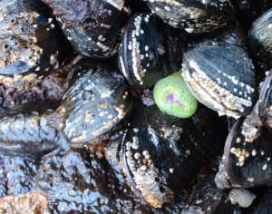 Mussel clumps like this provide habitat for many other species that shelter amongst and under the mussels. Ancient-style grazer on right is a Black Leather Chiton Katherina tunicata (hayushtup on the west coast). the little anemone is Anthopleura elegantissima, the aggregator.
