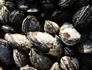 Competition for space and creation of more habitat go hand in hand. Notice set of tiny barnacles on the California Mussels and a spot of Endocladia muricata which is what larval  Mytilus californianus likes to settle out on.