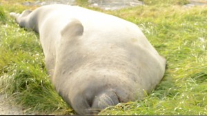 This big boy is luxuriating in the nice green grass.