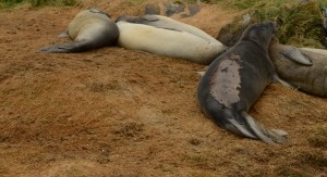 Elephant Seal lawn treatment results.