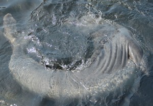 Round and round in the water, chasing her own tail. You can see from this photo how loose her skin is getting during this moulting fast.