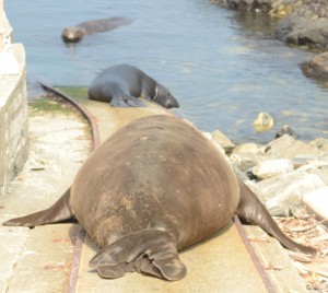 Chunk fills the marine railway as he heads down for a swim. Floyd is lurking at the bottom in the water.