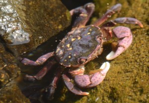 crab_id