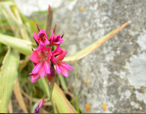 You are invited to name (identify) the mystery plant.