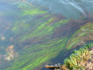 Phylospadix scouleri, also known as surf grass is found in the low tide zone and the top of the sub-tidal. Here it is mixed with Desmarestia aculeata and bull kelp Nereocystis lutkeaena both subtidal species.