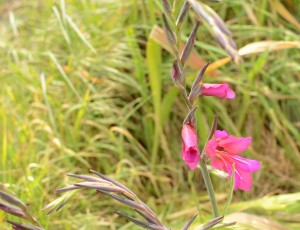 Mystery flower.