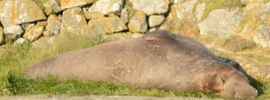 Floyd may look like a large lump but when I saw him being frisky today I was amazed at how fast he could hustle that bulk across the lawn after a female.